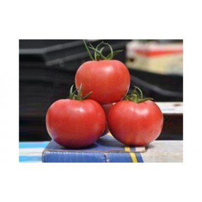Семена томата индетерминантного Прайд F1, ранняя новинка!!!, (1000 нас.) Lark Seeds
